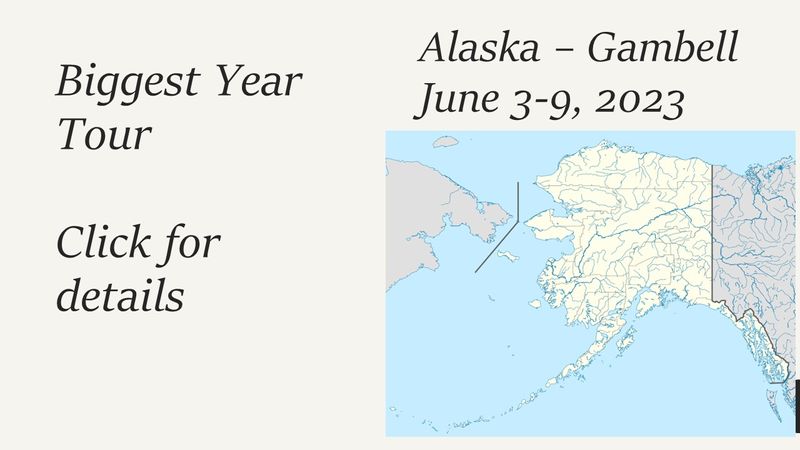 Alaska-Gambell Birding Tour, with Aaron Lang and Steve Heinl