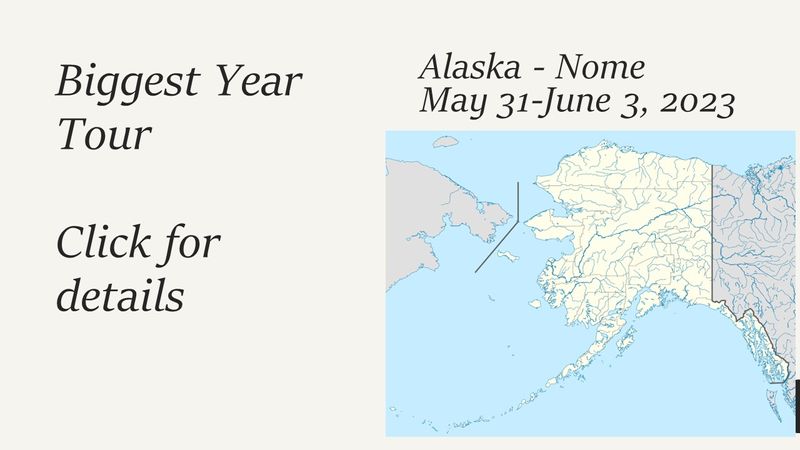 Alaska - Nome Birding (with Nick Komar and Walter Wehtje)