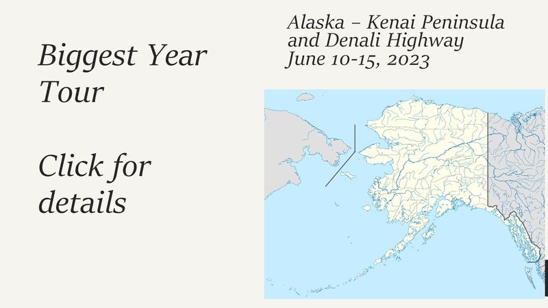 Alaska- Kenai Peninsula and Denali Highway Birding Tour