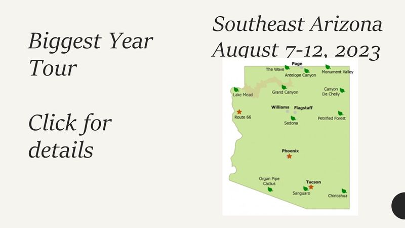 Southeast Arizona Birding Tour