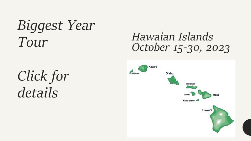 Hawaiian Islands Birding Tour, led by Lance Tanino and Nick Komar