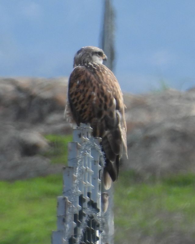 Ferruginous Hawk