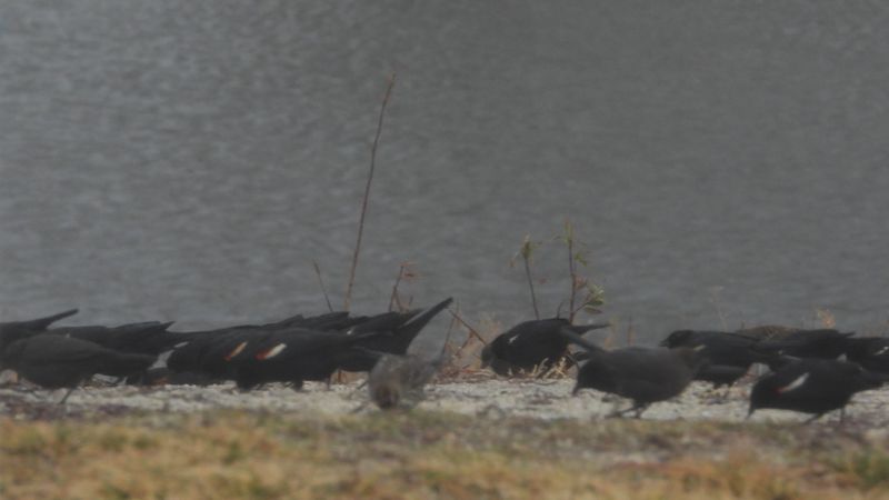 TRICOLORED BLACKBIRD