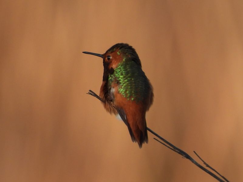 ALLENS HUMMINGBIRD
