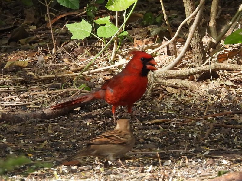 NORTHERN CARDINAL