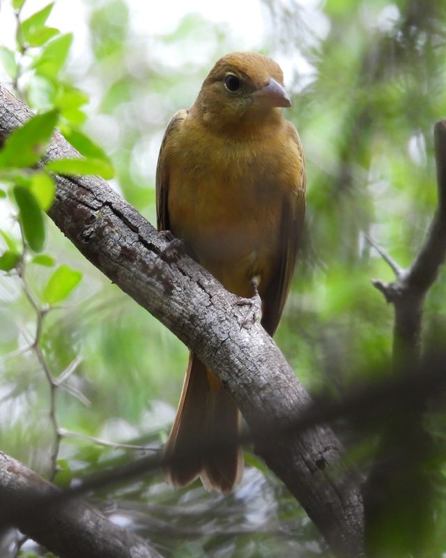 SUMMER TANAGER
