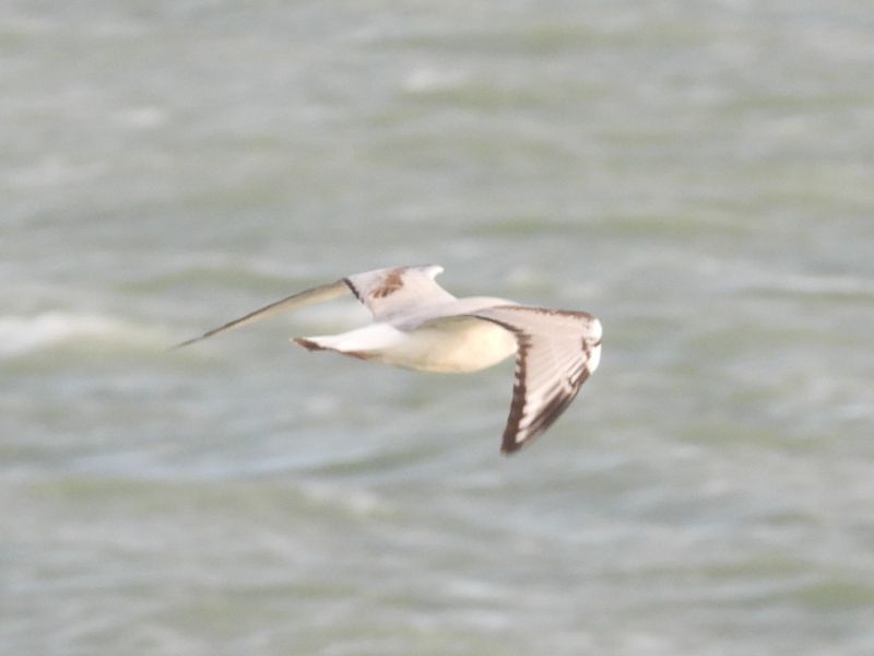 BONAPARTES GULL