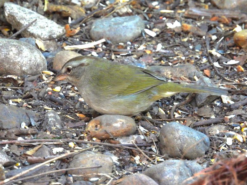 OLIVE SPARROW