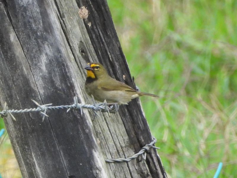 YELLOW-FACED GRASSQUIT