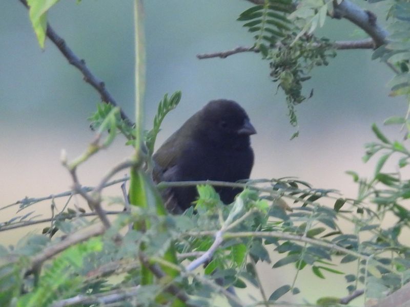 BLACK-FACED GRASSQUIT