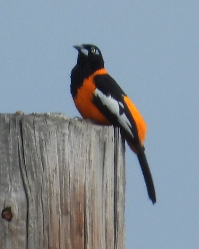 VENEZUELAN TROUPIAL