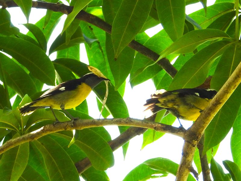 BANANAQUIT  (Purerto Rican)