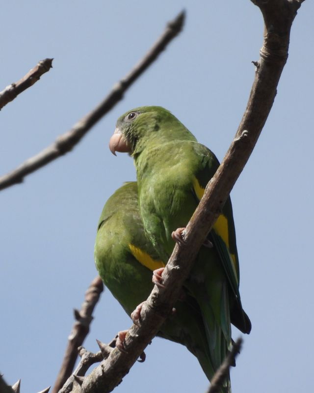 WHITE-WINGED PARAKEET