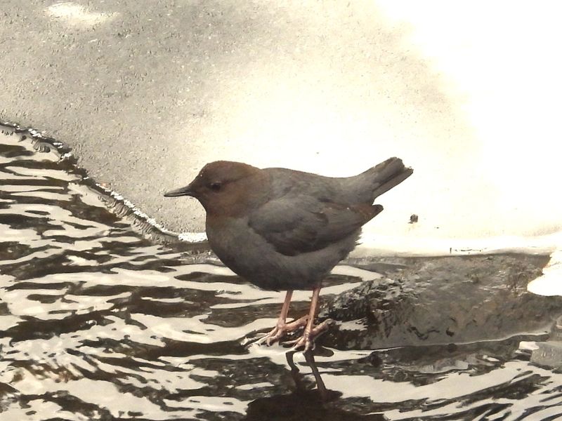 AMERICAN DIPPER