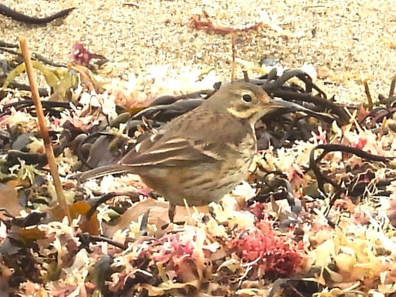AMERICAN PIPIT