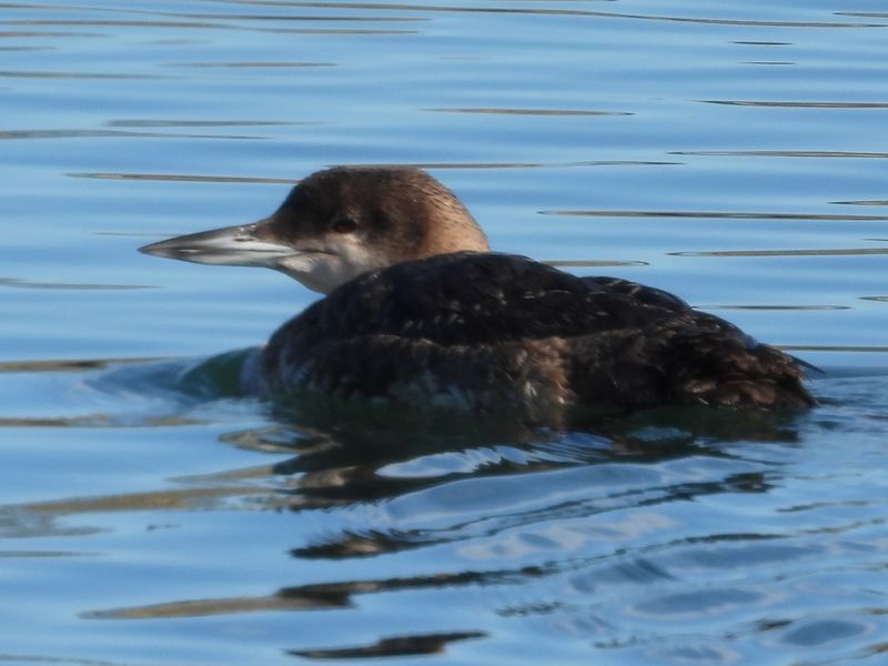 COMMON LOON (basic)