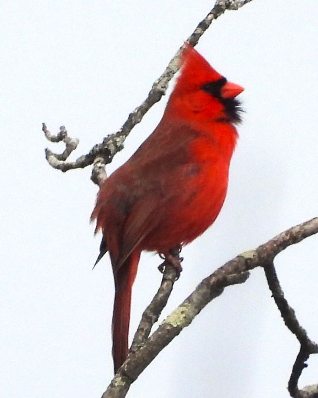 NORTHERN  CARDINAL
