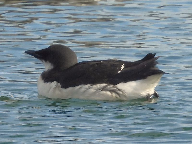 THICK-BILLED MURRE