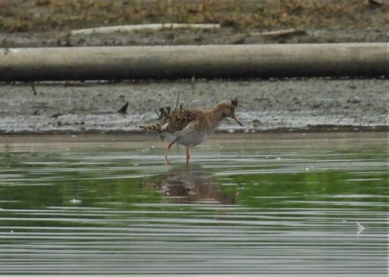 RUFF (molting male)