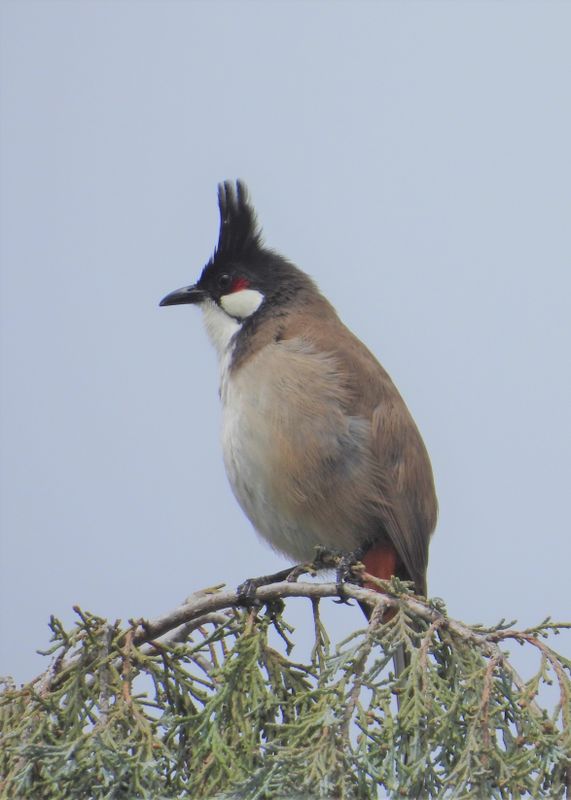 RED-WHISKERED BULBUL