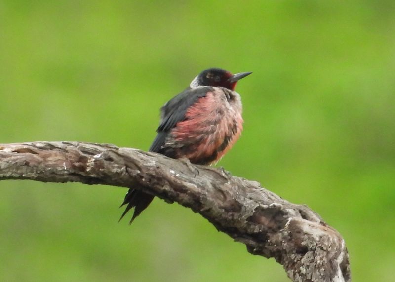 LEWISS WOODPECKER
