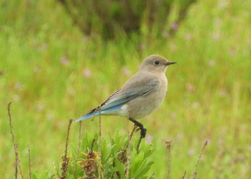 MOUNTAIN BLUEBIRD (female)