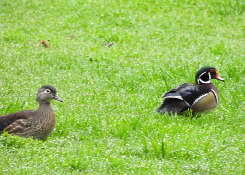 WOOD DUCK (pair)