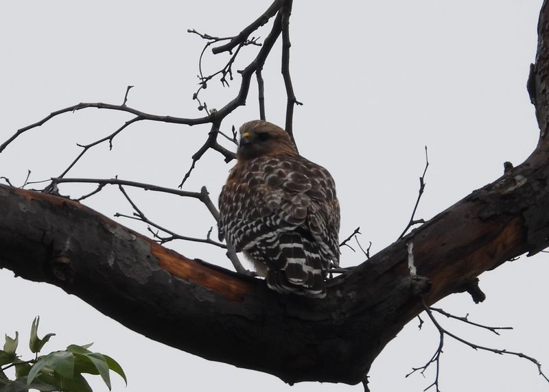 Red-shouldered Hawk