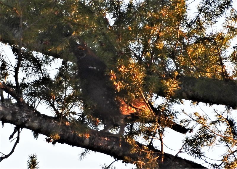 SOOTY GROUSE