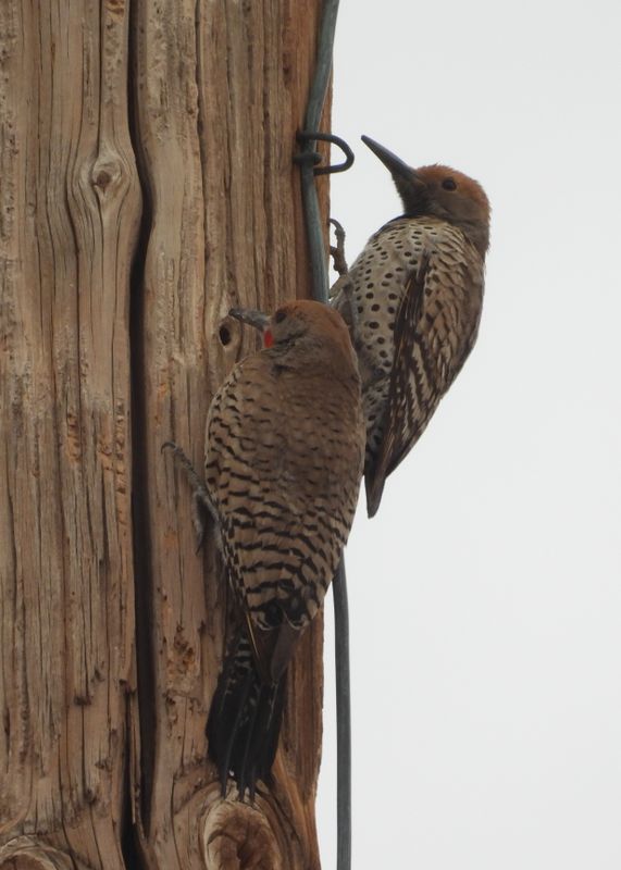 GILDED FLICKER