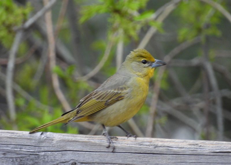 HEPATIC TANAGER (female)