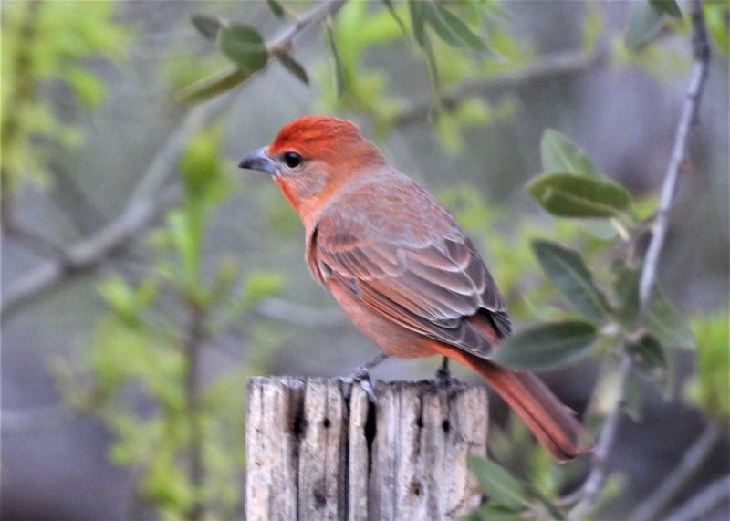 HEPATIC TANAGER (male)