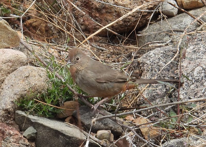 CANYON TOWHEE
