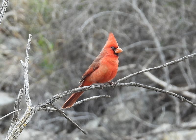 NORTHERN CARDINAL