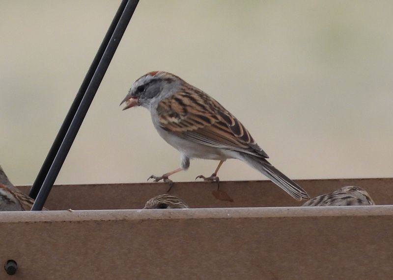 CHIPPING SPARROW