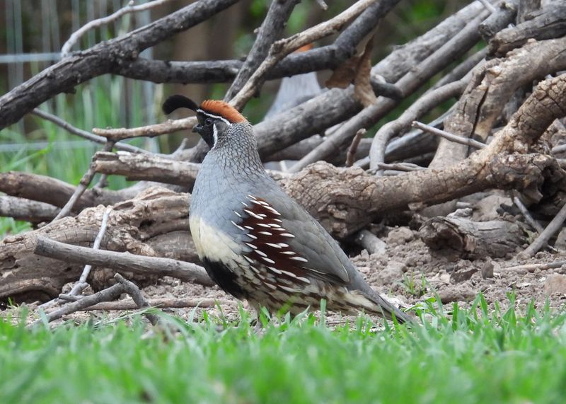GAMBELS QUAIL