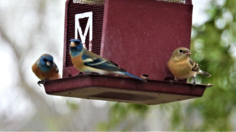 LAZULI BUNTING