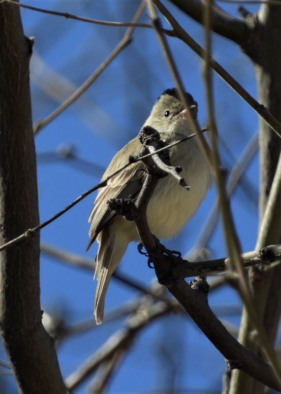 NORTHERN BEARDLESS-TYRANNULET