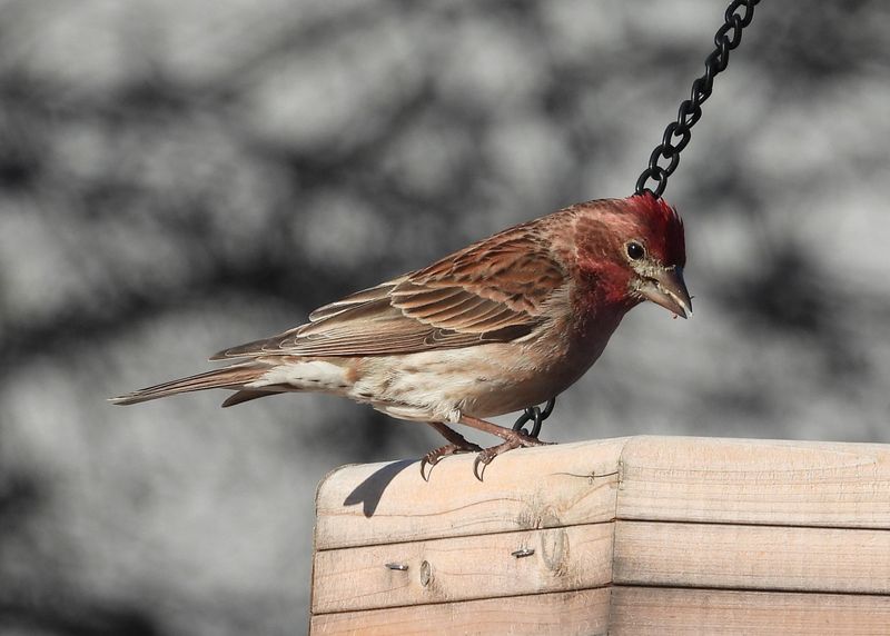 CASSINS FINCH