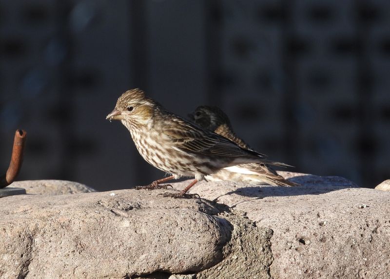 CASSINS FINCH