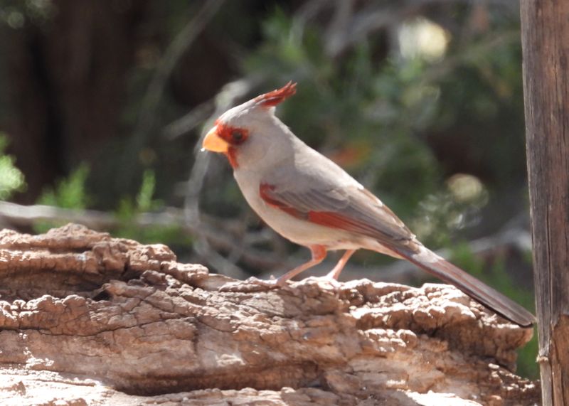 PYRRHULOXIA