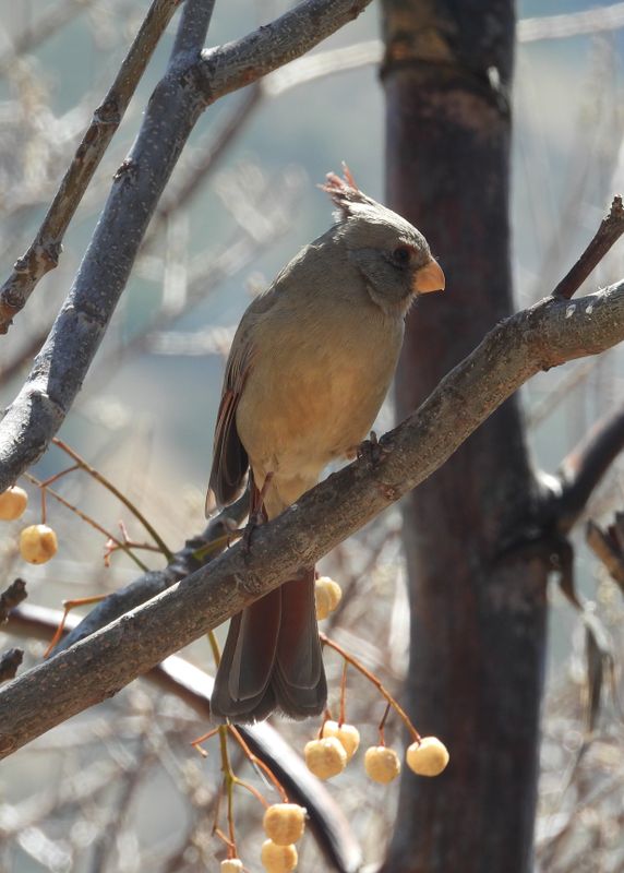 PYRRHULOXIA