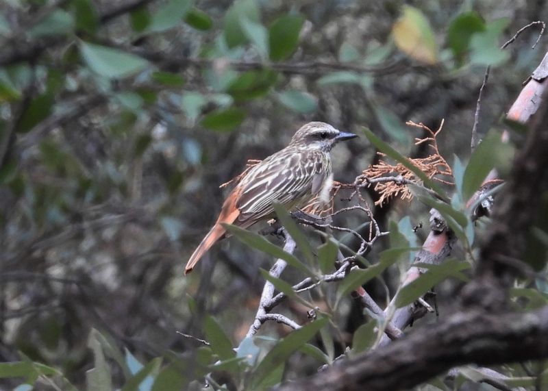 SULPHUR-BELLIED FLYCATCHER