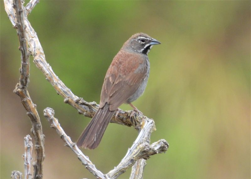 FIVE-STRIPED SPARROW
