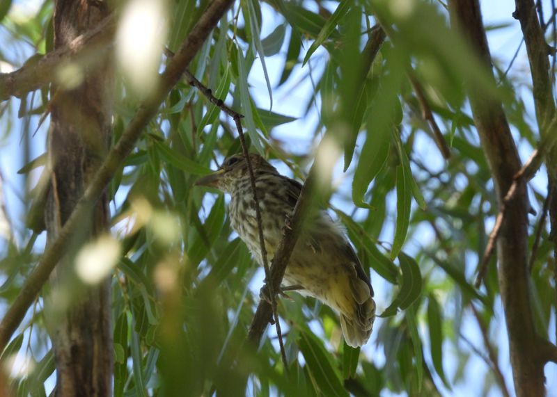 SUMMER TANAGER fledgling