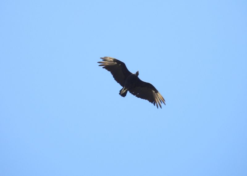 VULTURES