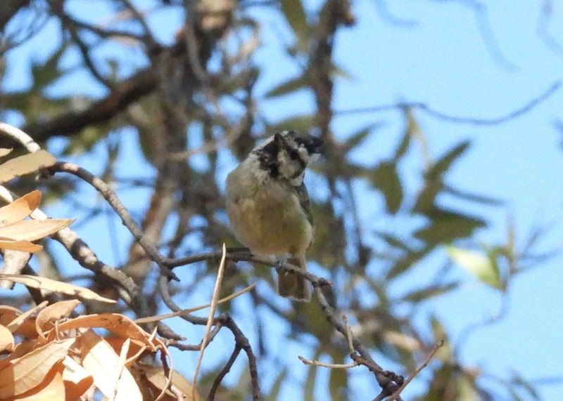 BRIDLED TITMOUSE