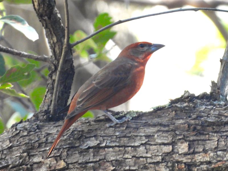 HEPATIC TANAGER