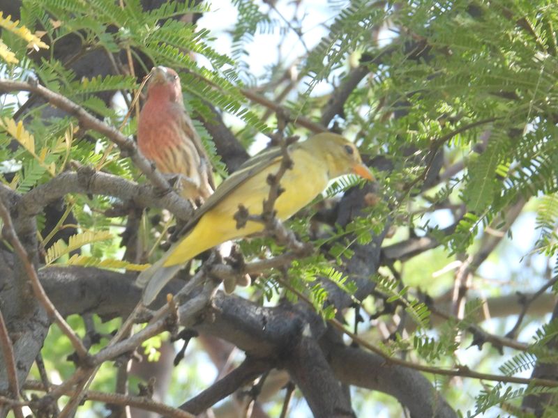 WESTERN TANAGER