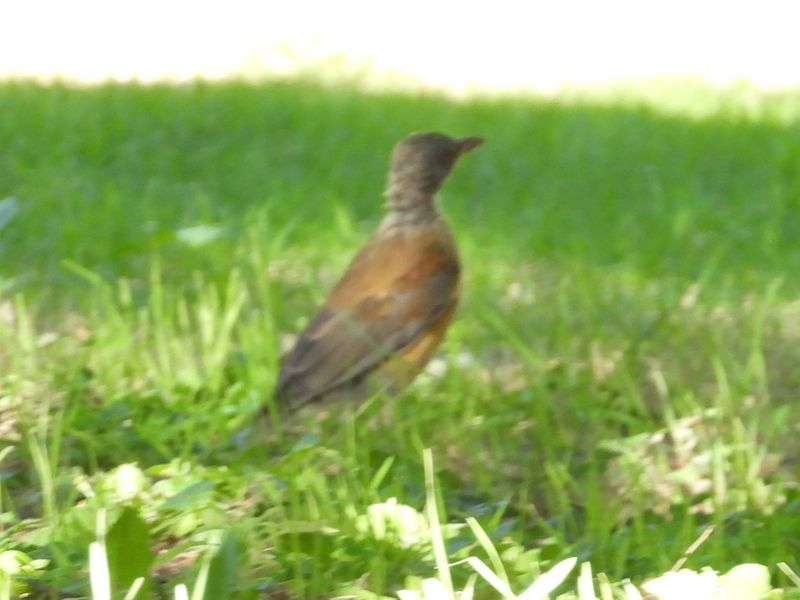 RUFOUS-BACKED ROBIN